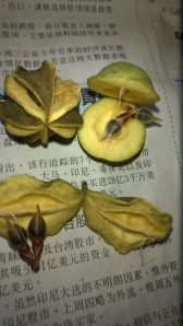 Fruits and Seeds2